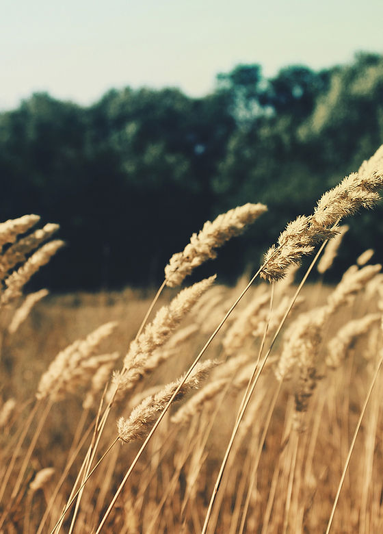 Wheat Field