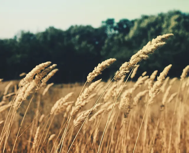 Tandem Flights Ifly Indiana Ifly indiana provides usppa certified powered paragliding training on our equipment or yours for $2500 (as low as $1500 with gear package). tandem flights ifly indiana