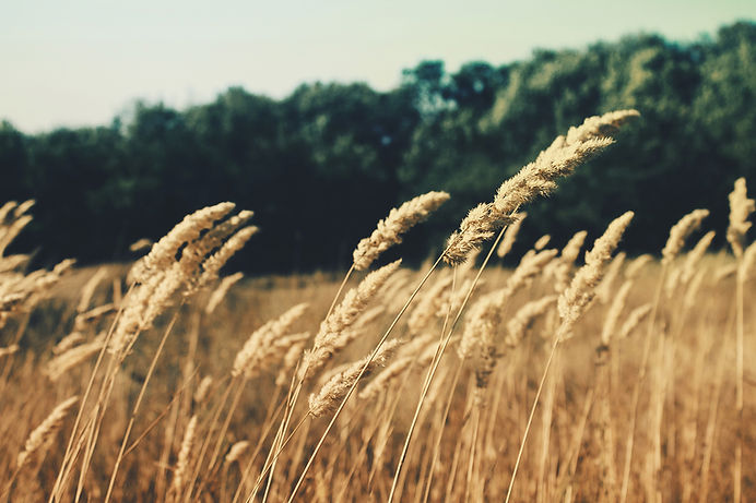 Golden Wheat Field