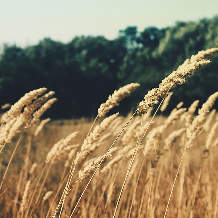Wheat Field
