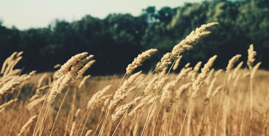 Wheat Field
