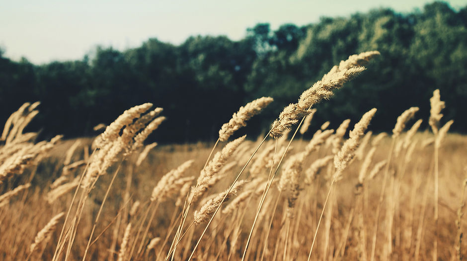 Wheat Field
