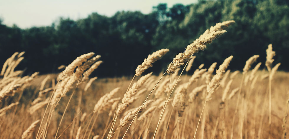Wheat Field