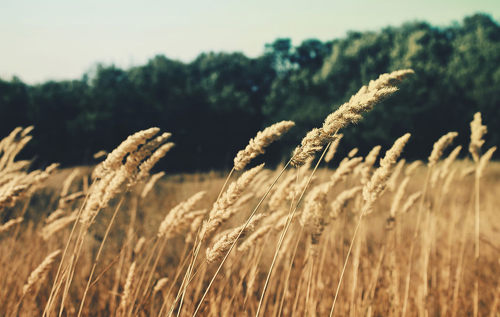 Wheat Field