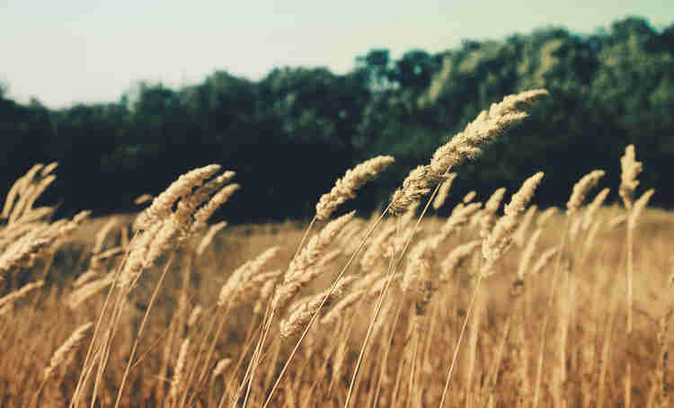 Close up of wheat in a field