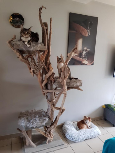 Arbre A Chats 3 Plateaux Bois Flotte