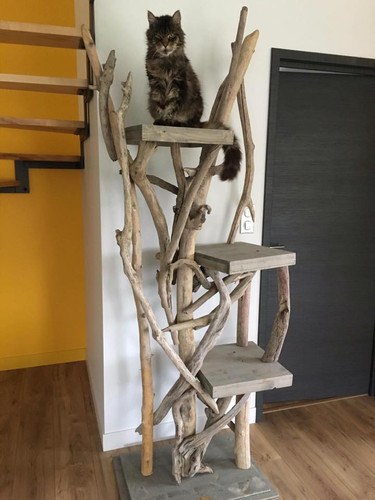 Arbre A Chats 3 Plateaux Bois Flotte