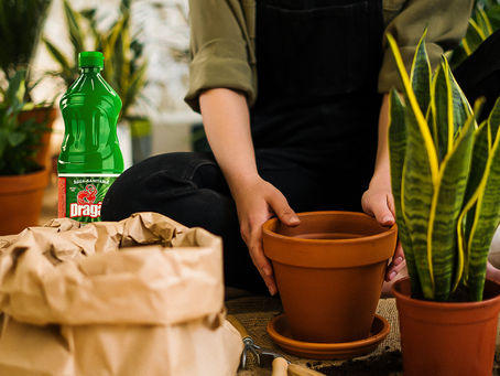 Cuide das suas plantas em casa: confira 04 dicas.