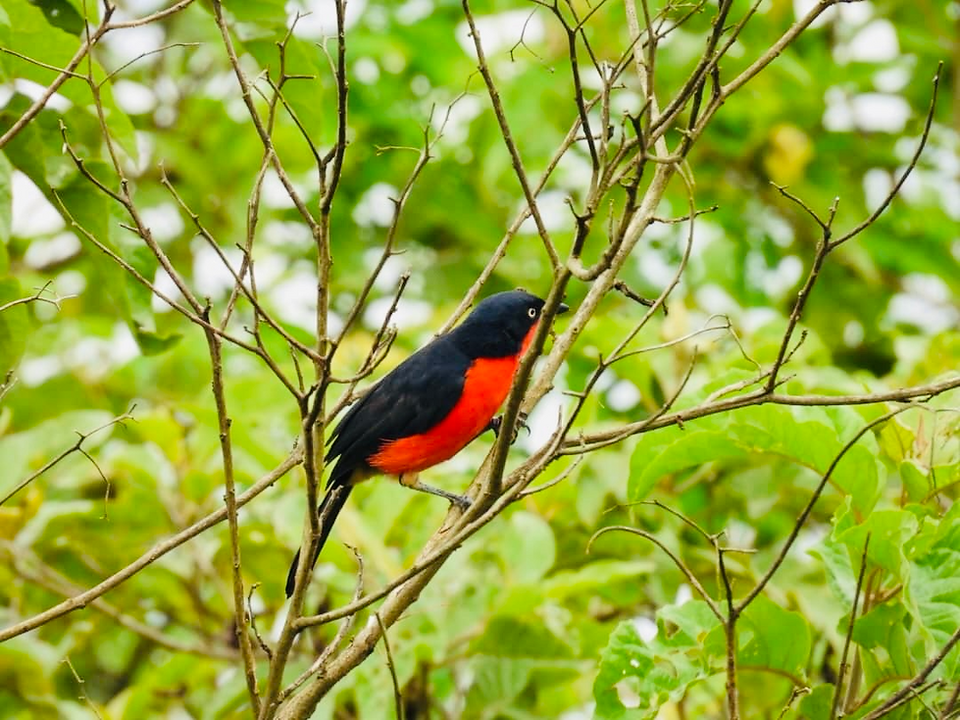 Bird Watching
