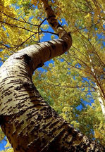Under the Dancing Aspen