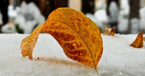 Golden leaf landing on fresh snow