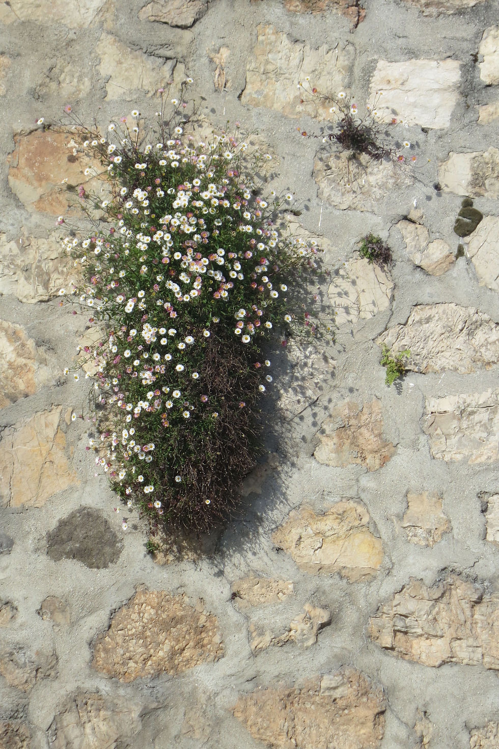 Wallflowers, Antibes, France