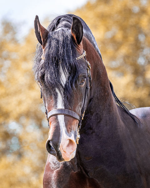 Welsh Section D portrait, with a blurred autumnal background, photographed by Jenny Knight.