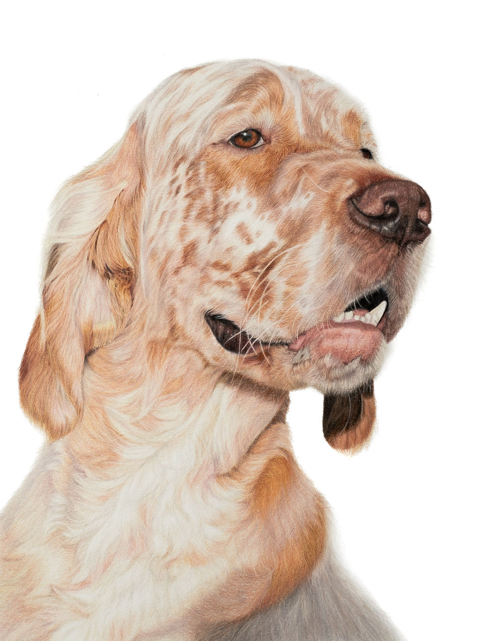 A coloured pencil portrait of an orange belton English Setter, hand drawn by pet portrait artist Jenny Knight Studios.