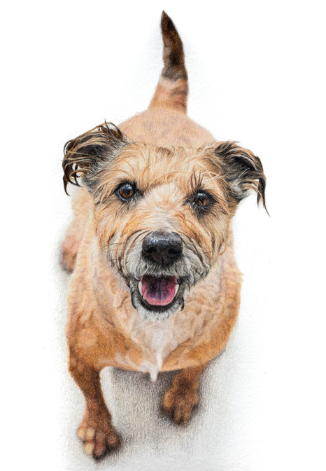 Full body commission of a terrier looking up at the viewer. Excitedly waiting for a ball to be thrown.