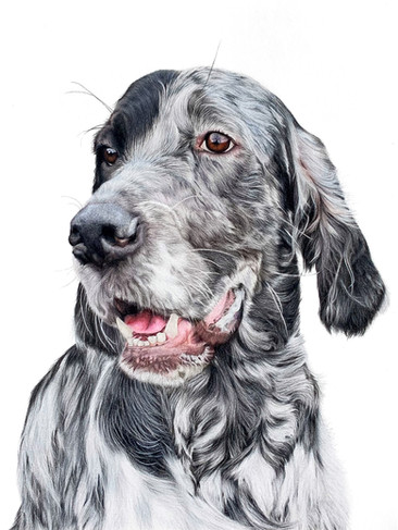 Blue belton English Setter.