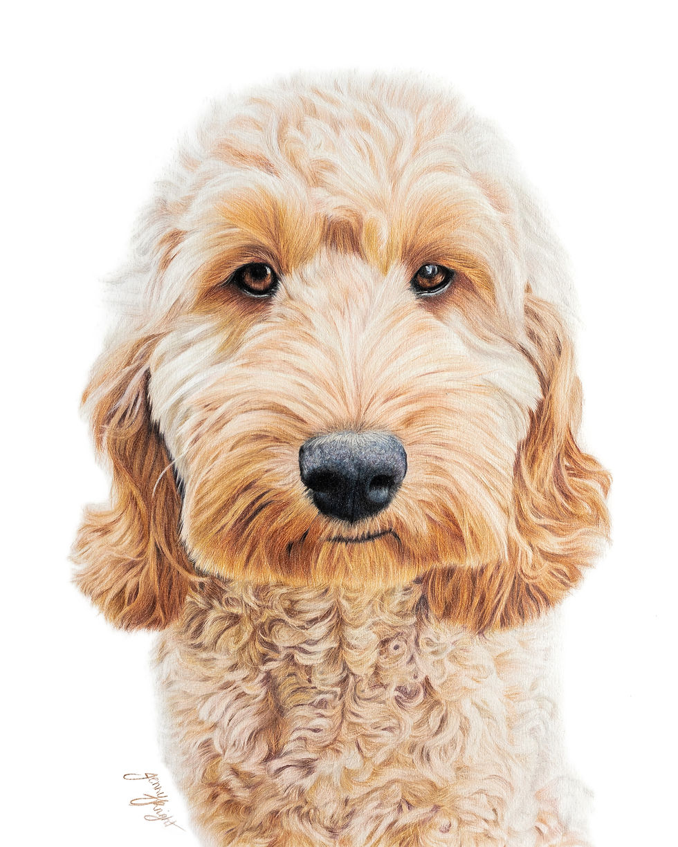 Coloured pencil portrait of a blonde cockapoodle.