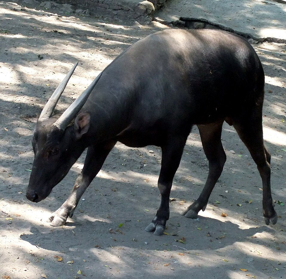 Anoa in Surabaya Zoo. Photo by Sakurai Midori via Wiki.