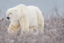 LL First Snow 1 (1 of 4)