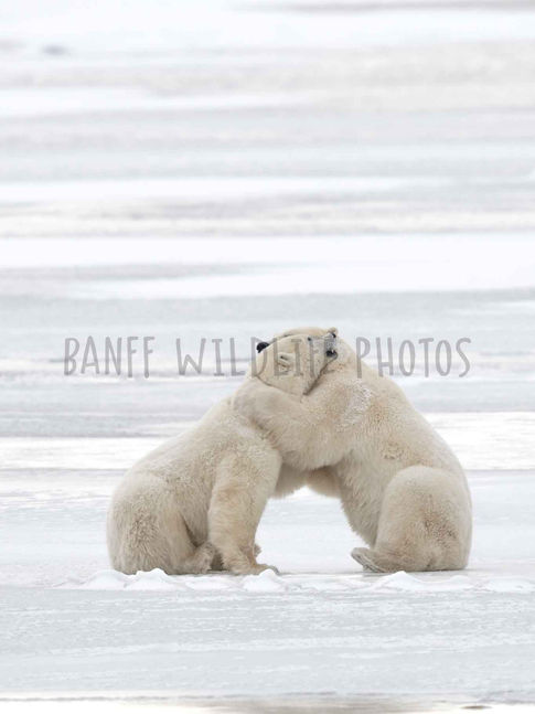 Two polar bears sparring on a shore of Hudson Bay