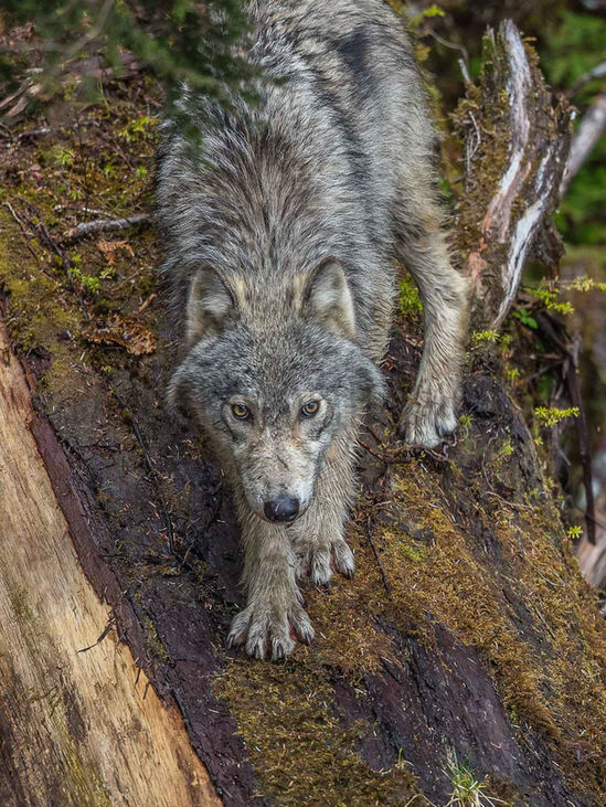 Wolf - Khutzeymateen - log.jpg