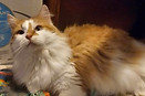 IMG_7582.jpeg