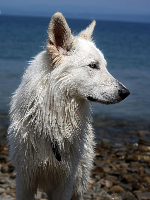 King Arthur von den drei Eichen Weißer Schweizer Schäferhund Weisser Schäferhund White Swiss Shepherd Deckrüde stud male dog King Arthur weißer Schäferhund white shepherd Schutzdiest IGP IPO protection Schutzhund Fährte tracking spring pole working dog working line berger blanc suisse