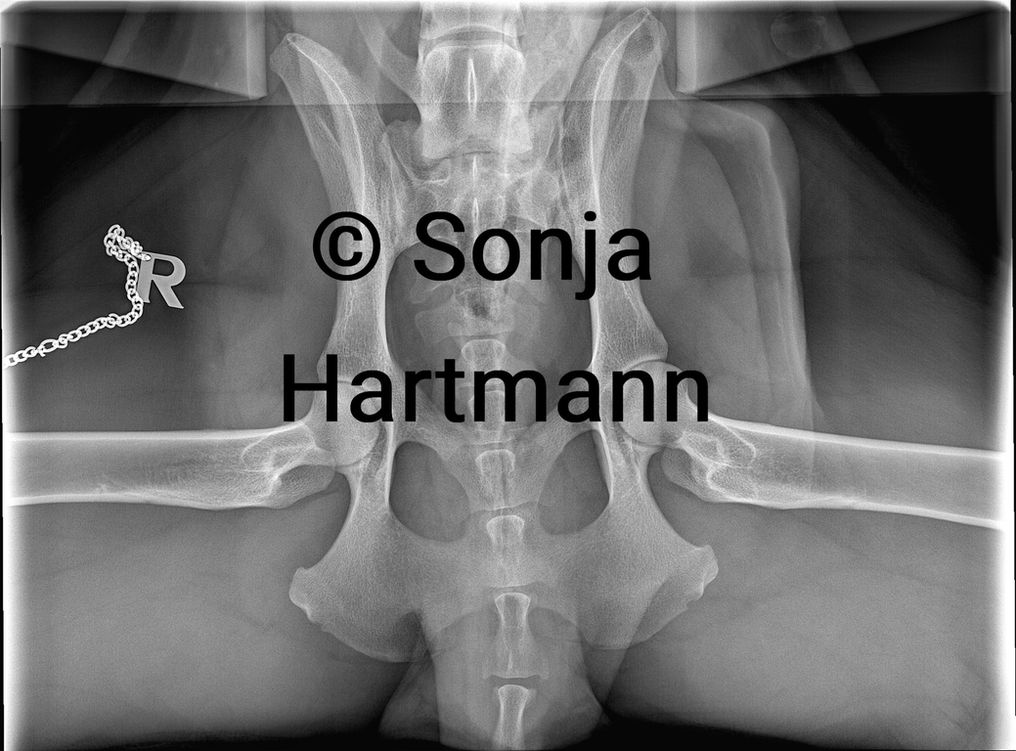 King Arthur von den drei Eichen Weißer Schweizer Schäferhund Weisser Schäferhund White Swiss Shepherd Deckrüde stud male dog King Arthur weißer Schäferhund white shepherd Schutzdiest IGP IPO protection Schutzhund Fährte tracking spring pole working dog working line berger blanc suisse King Arthur von den drei Eichen Weißer Schweizer Schäferhund Weisser Schäferhund White Swiss Shepherd Deckrüde stud male dog King Arthur weißer Schäferhund white shepherd