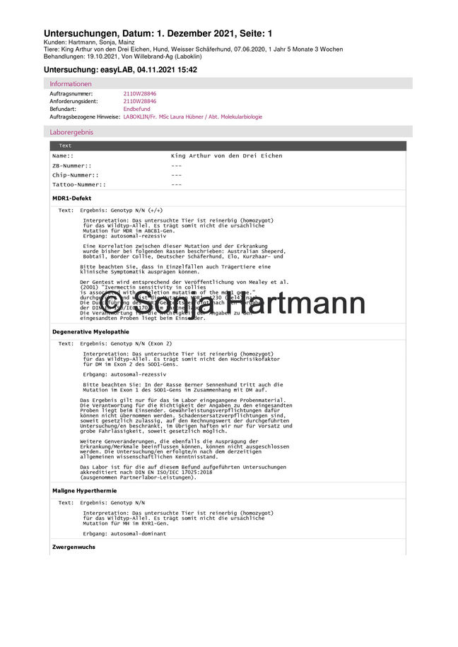 King Arthur von den drei Eichen
Weißer Schweizer Schäferhund
Weisser Schäferhund
White Swiss Shepherd
Deckrüde
stud male dog
King Arthur weißer Schäferhund