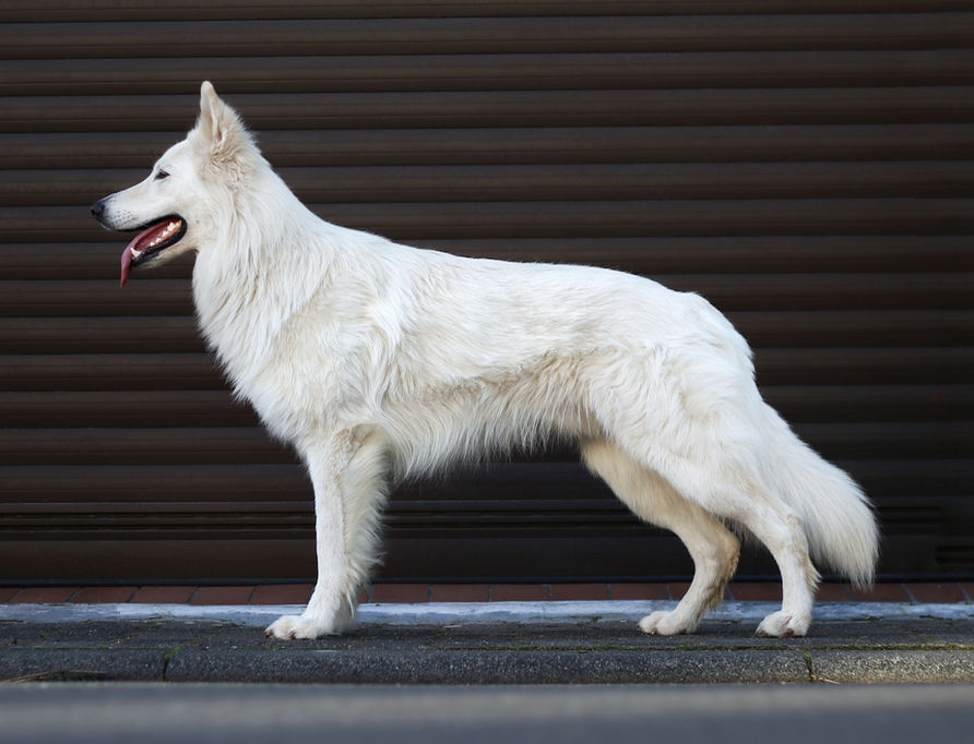 King Arthur von den drei Eichen Weißer Schweizer Schäferhund Weisser Schäferhund White Swiss Shepherd Deckrüde stud male dog King Arthur weißer Schäferhund white shepherd Schutzdiest IGP IPO protection Schutzhund Fährte tracking spring pole working dog working line berger blanc suisseWeißer Schweizer Schäferhund
Weisser Schäferhund
White Swiss Shepherd
Deckrüde
stud male dog
King Arthur weißer Schäferhund
white shepherd