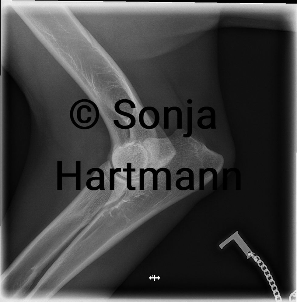 King Arthur von den drei Eichen Weißer Schweizer Schäferhund Weisser Schäferhund White Swiss Shepherd Deckrüde stud male dog King Arthur weißer Schäferhund white shepherd Schutzdiest IGP IPO protection Schutzhund Fährte tracking spring pole working dog working line berger blanc suisse King Arthur von den drei Eichen Weißer Schweizer Schäferhund Weisser Schäferhund White Swiss Shepherd Deckrüde stud male dog King Arthur weißer Schäferhund white shepherd