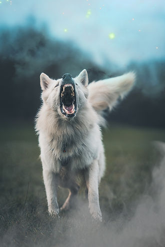 King Arthur von den drei Eichen Weißer Schweizer Schäferhund Weisser Schäferhund White Swiss Shepherd Deckrüde stud male dog King Arthur weißer Schäferhund white shepherd Schutzdiest IGP IPO protection Schutzhund Fährte tracking spring pole working dog working line berger blanc suisse