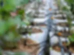 drip-water-irrigation-system.jpg.webp