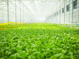 How to Prevent Biofilm in Irrigation Systems