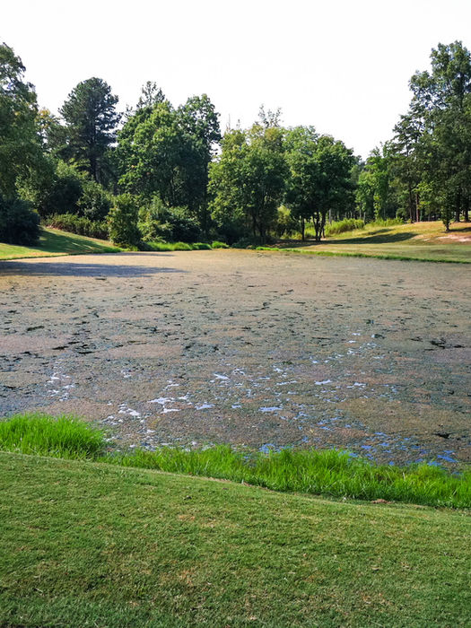 Midday irrigation pond