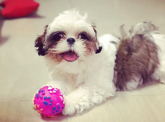 Shih Tzu Puppies For Sale In Florida Shih Tzu Puppies Near Me