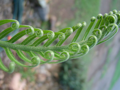Cycad leaf - lisabickley.com