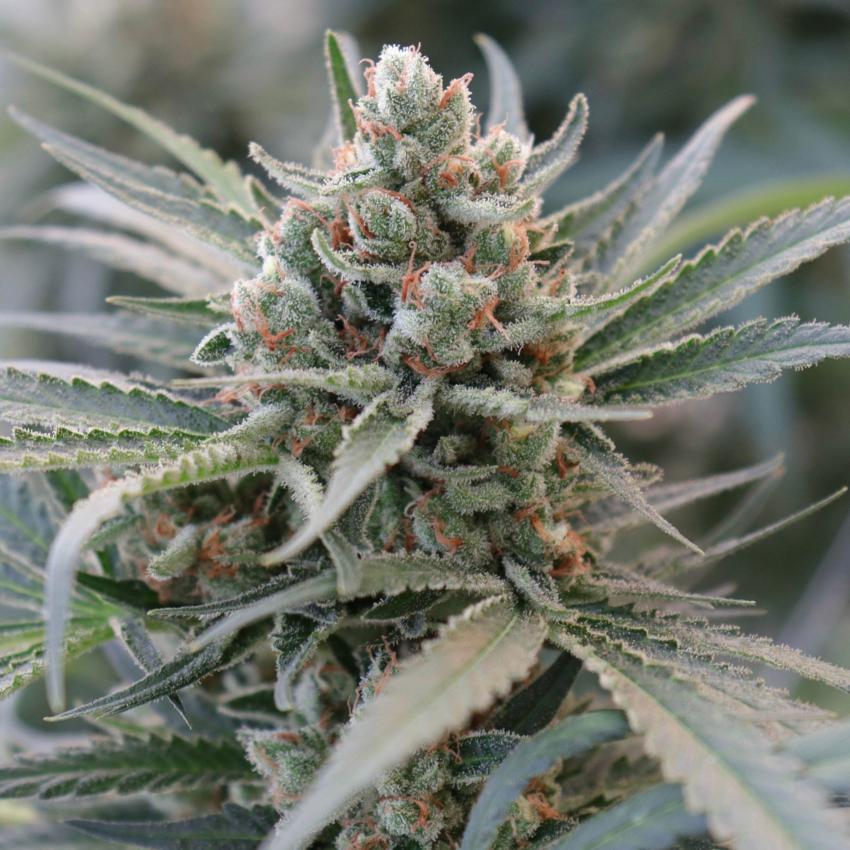 Clone Girl Scout Cookies