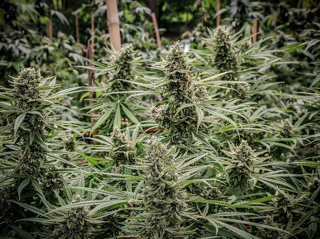 LINE_ALBUM_Twisted cookies_250911_1.jpg