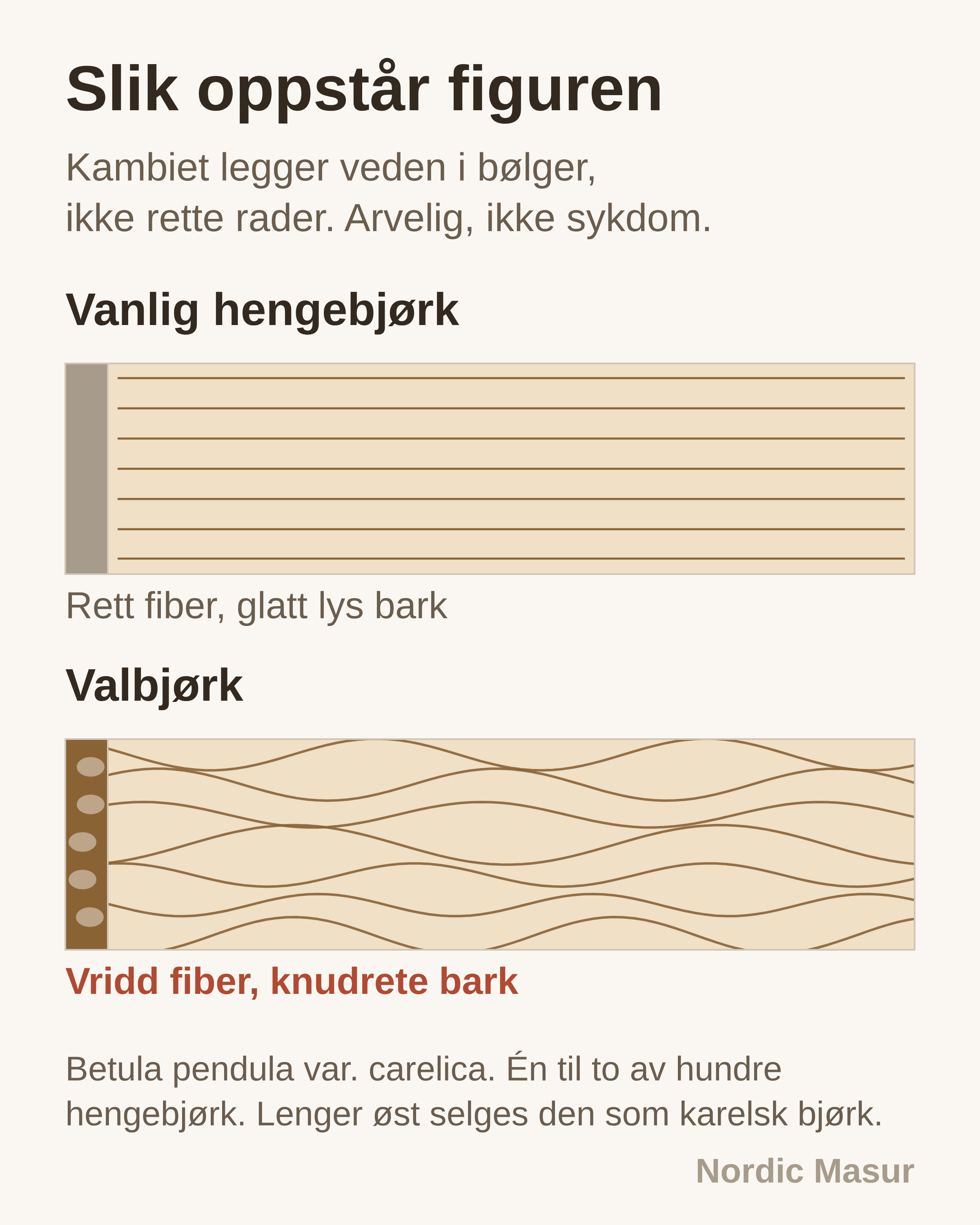 Diagram som sammenligner parallell fiberretning i vanlig hengebjørk med den sammenflettede bølgestrukturen i valbjørk
