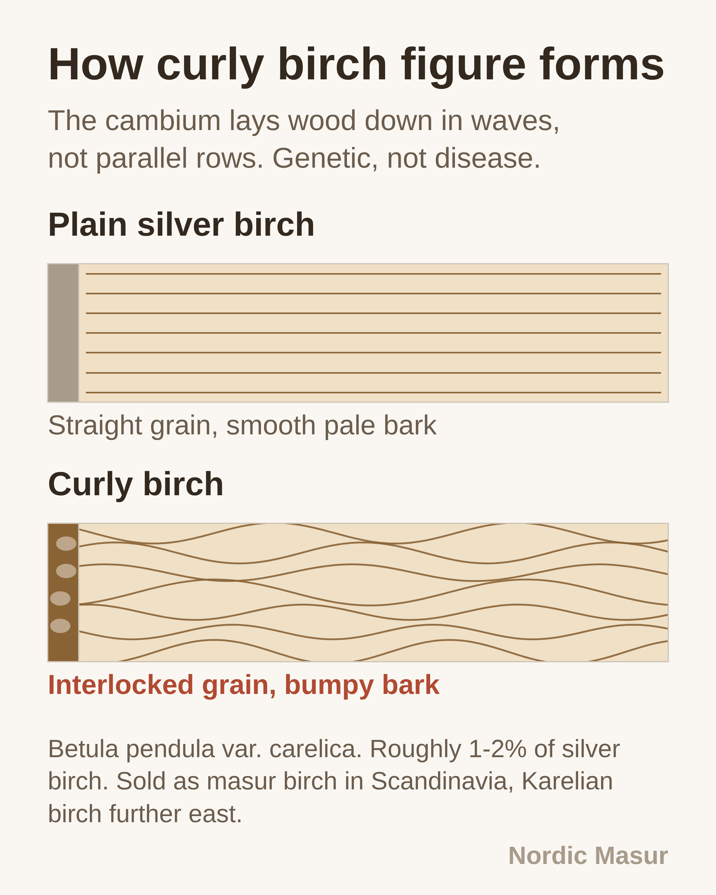 Diagram comparing parallel grain in plain silver birch with the interlocked waves of curly birch