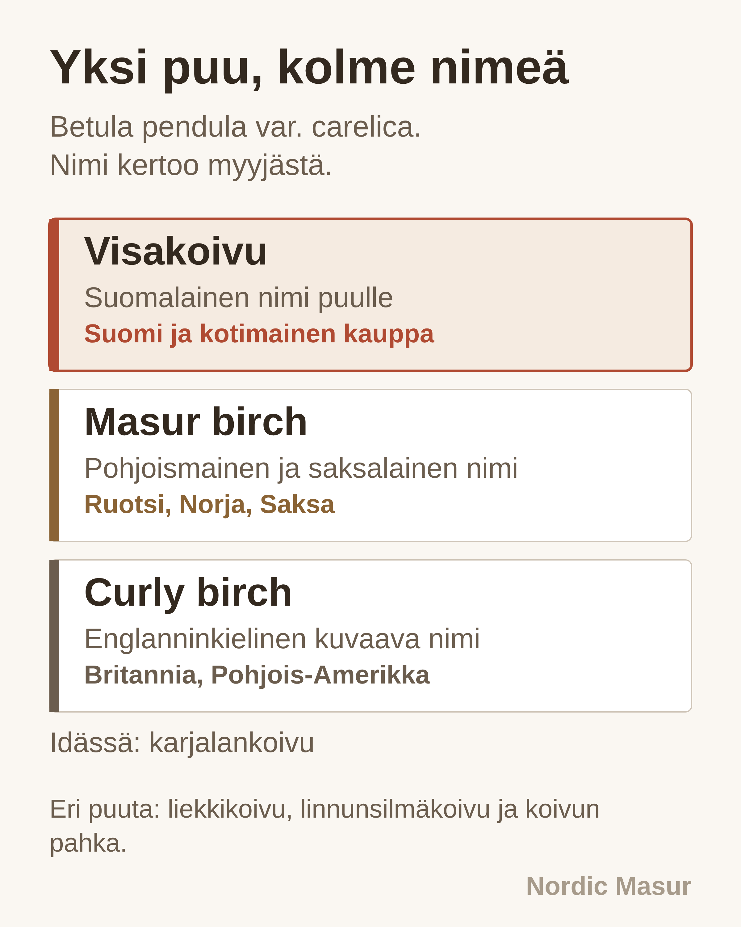 Yksi puu, kolme nimeä: Visakoivu, Masur birch, Curly birch