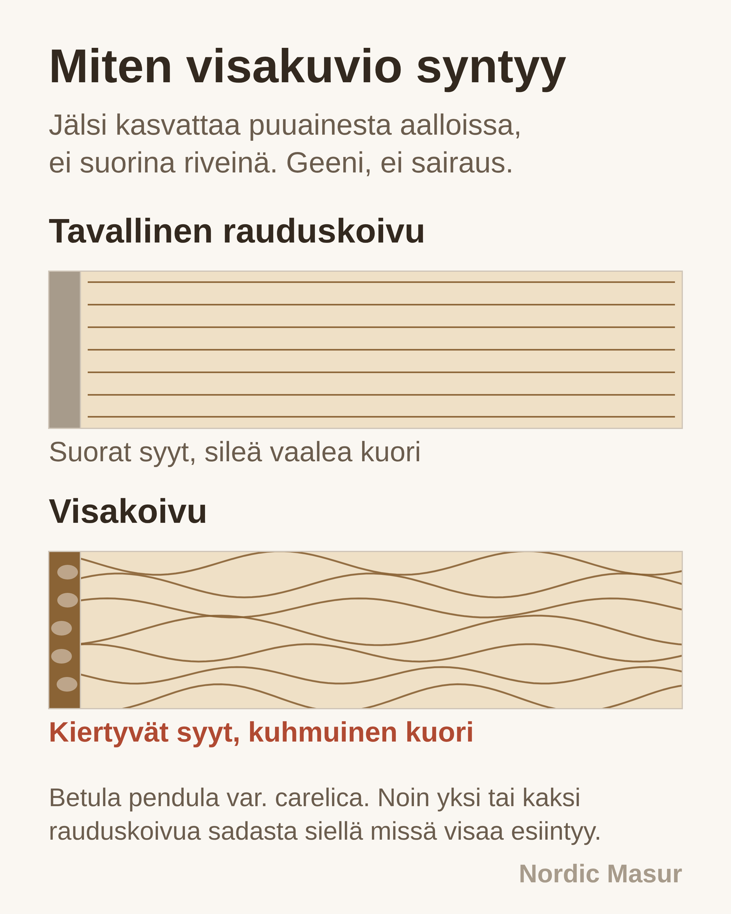 Miten visa syntyy runkoon: Tavallinen rauduskoivu, Visakoivu