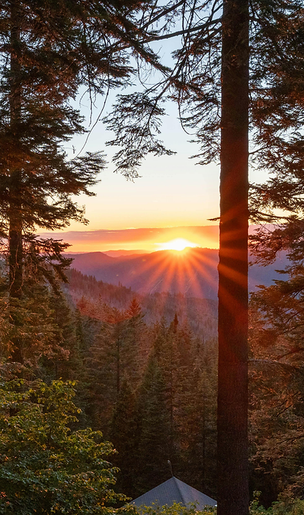 sunset and a woody forest