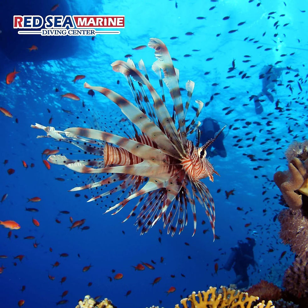 Wide-angle view of a dive boat moored near a calm reef wall in Ras Mohammed National Park