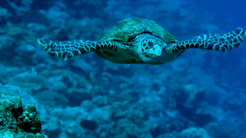 Hawk spill turtle