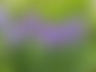 五月の花