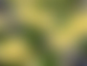 黄レンゲツツジ