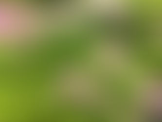 6月のお花