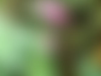 急に季節が変わりました